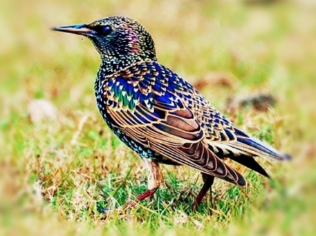 চিত্রা শালিকের কথা